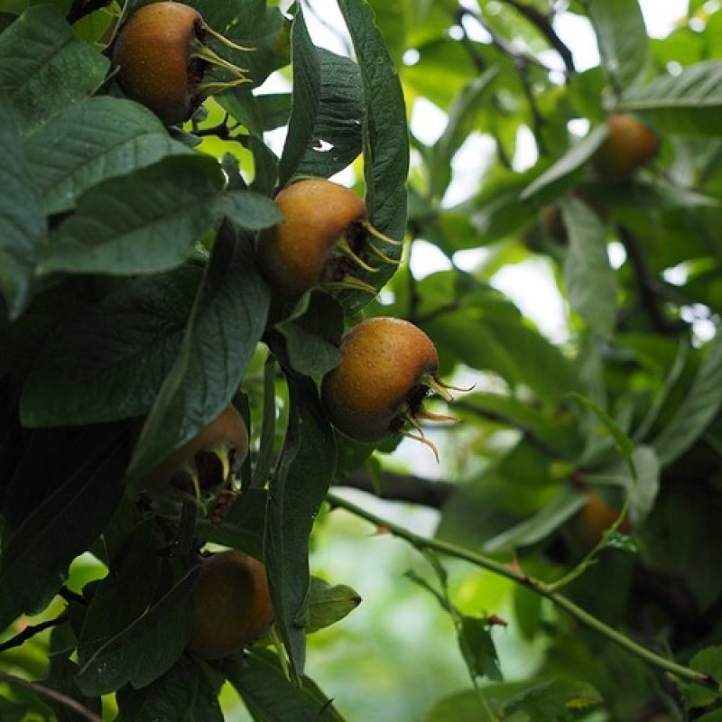 Mespilus Germanica (Mišpuľa obecná) ´RUSSIAN´(Rossijskaja) - kont. C6L, výška 130-160 cm